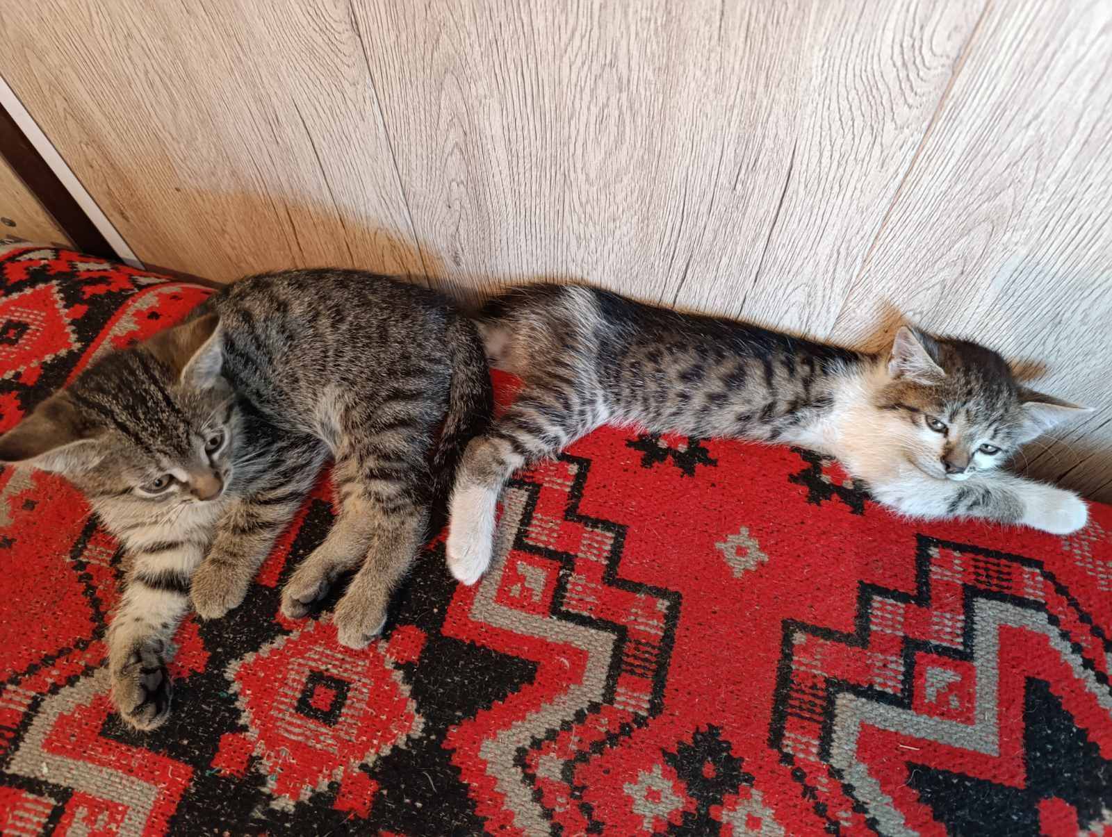 Віддам кошенят в добрі руки
