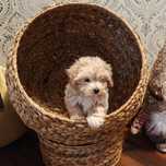 Maltipoo Suczka chip rodowód paszport