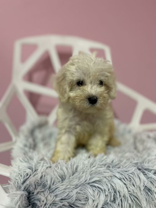 Maltańczyk & Pudel Toy Maltipoo chłopiec już gotowy do nowego domu