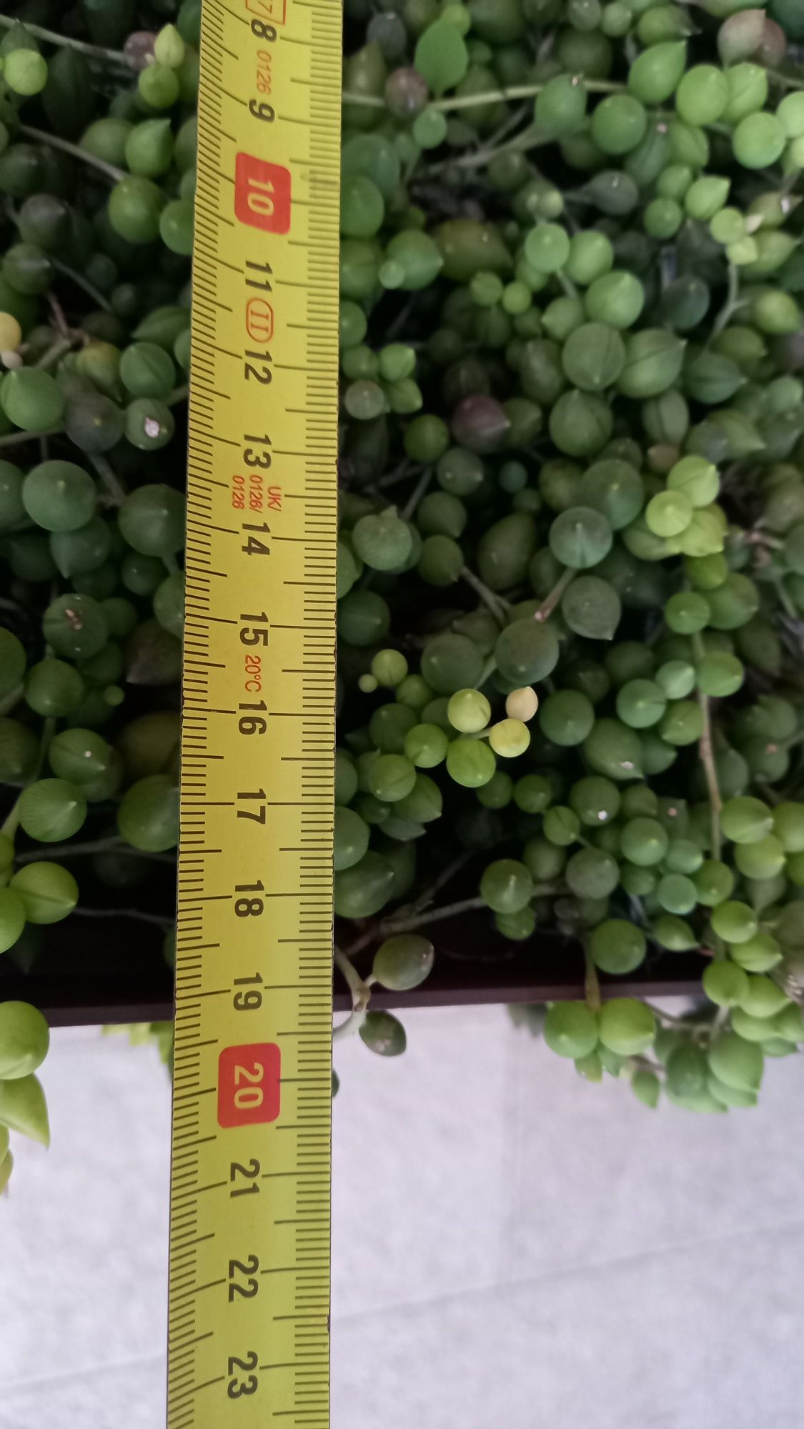 Senecio Rowleyanus ( colar de pérolas)