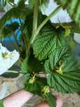 Liściec Phyllium latiranti Tataba l3