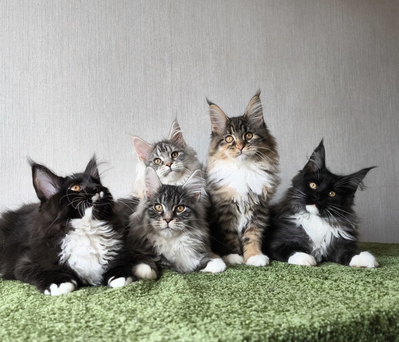 Мейн Кун. Котята
