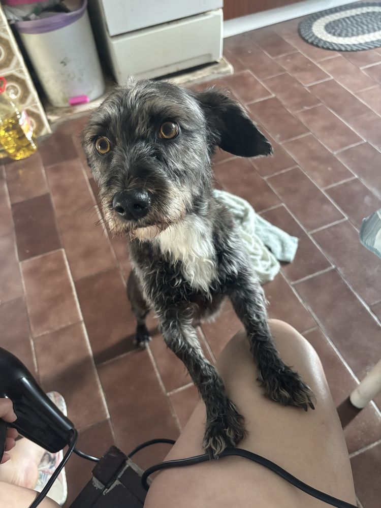 Doação de cão porte medio
