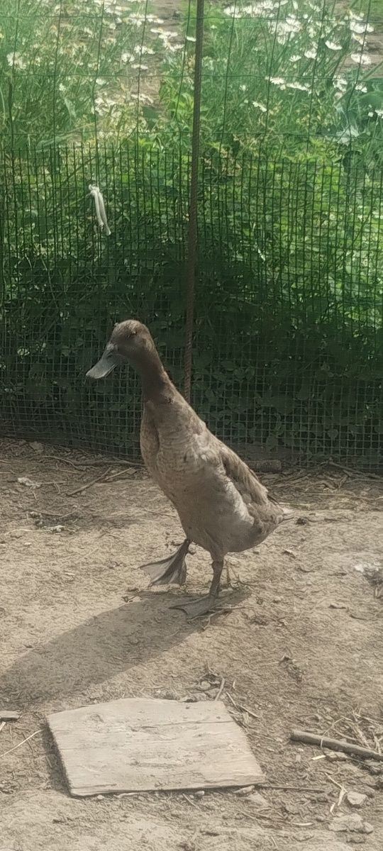 Sprzedam kaczki biegusy
