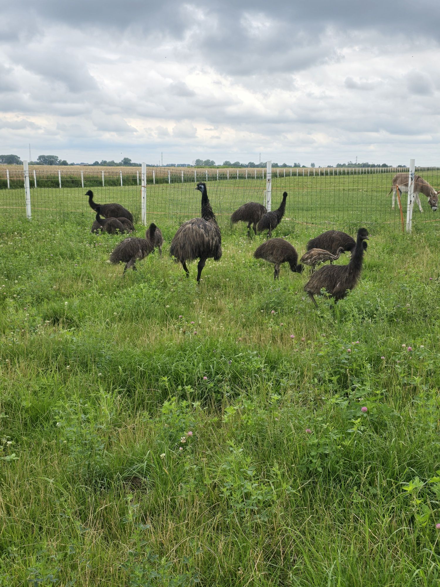 Sprzedam młode strusie emu