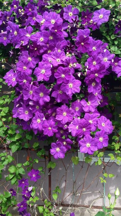 Клематис Президент сине-фиолетовый,кусты 4-х летние