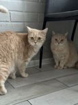 Котик и кошечка только в любящие ручки