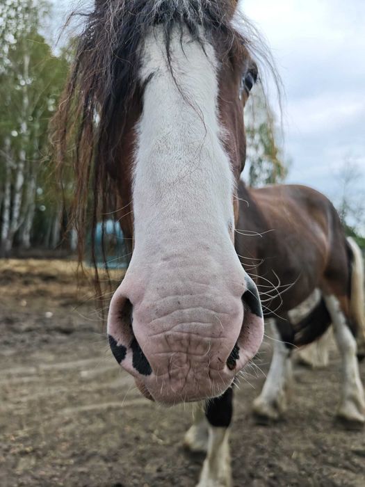 Marzanna - Klacz mix tinker i shire - do bezpłatnej adopcji