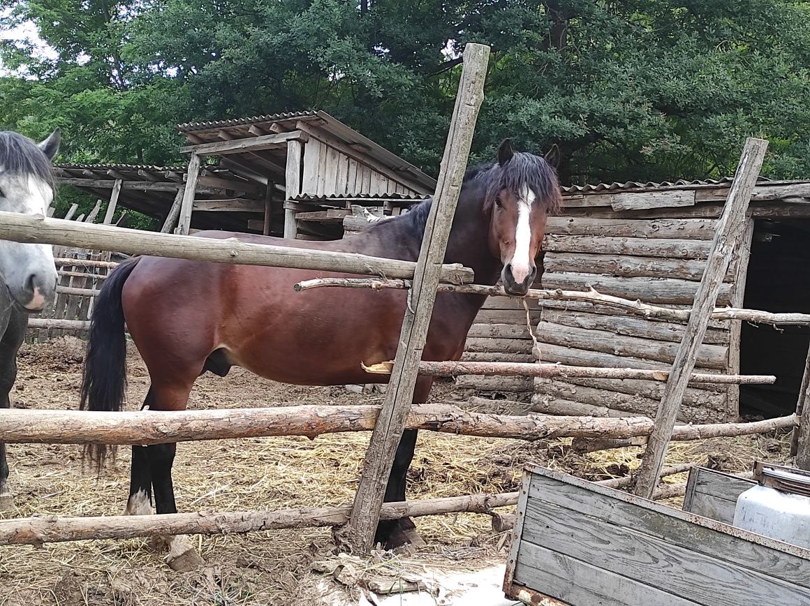 Продам жеребця в хороші руки