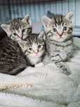 Maluchy do adopcji