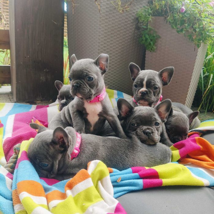 Buldog francuski BLUE niebieski Suczka szczeniak piesek BEZ PRĘG!