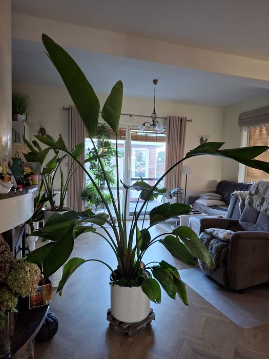 Kwiaty na zewnątrz i wewnątrz