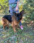 Tequila delikatne cudo do adopcji