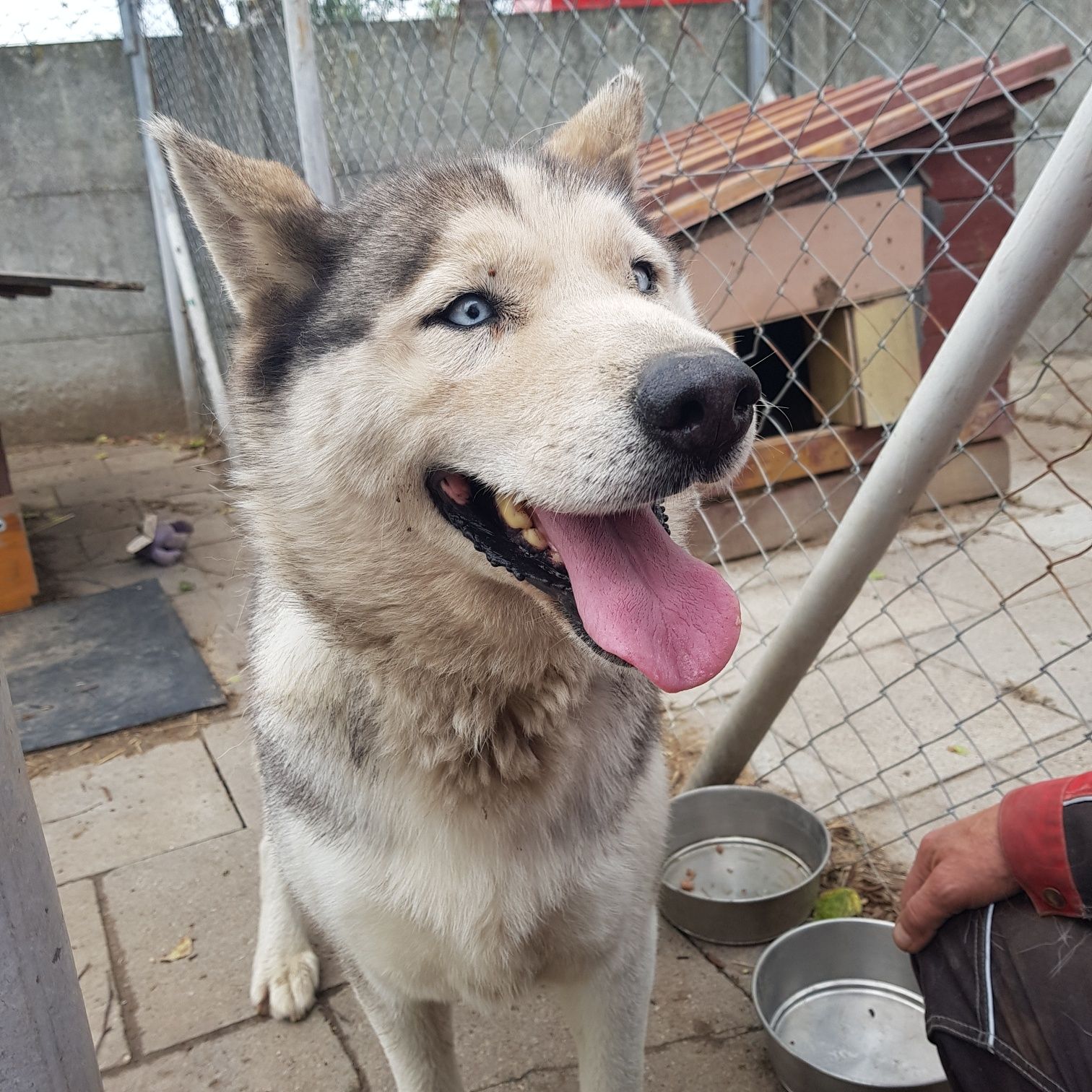 Suczka Husky znaleziono