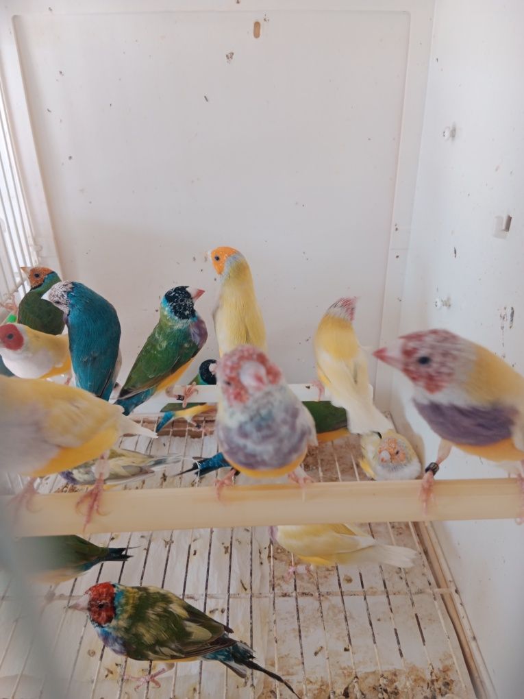 Casais de diamante de gould