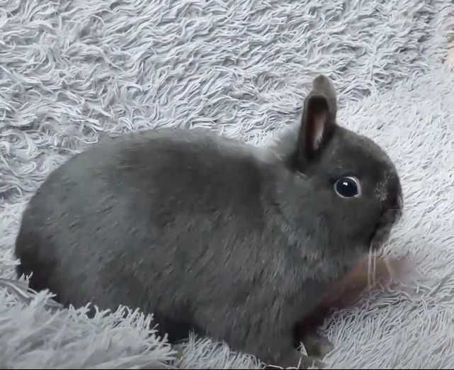 Шоу клас!! Нідерландський карлик, кролик декоративний, паспорт