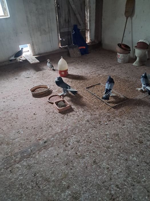 Gołebie Garłacze Pomorskie