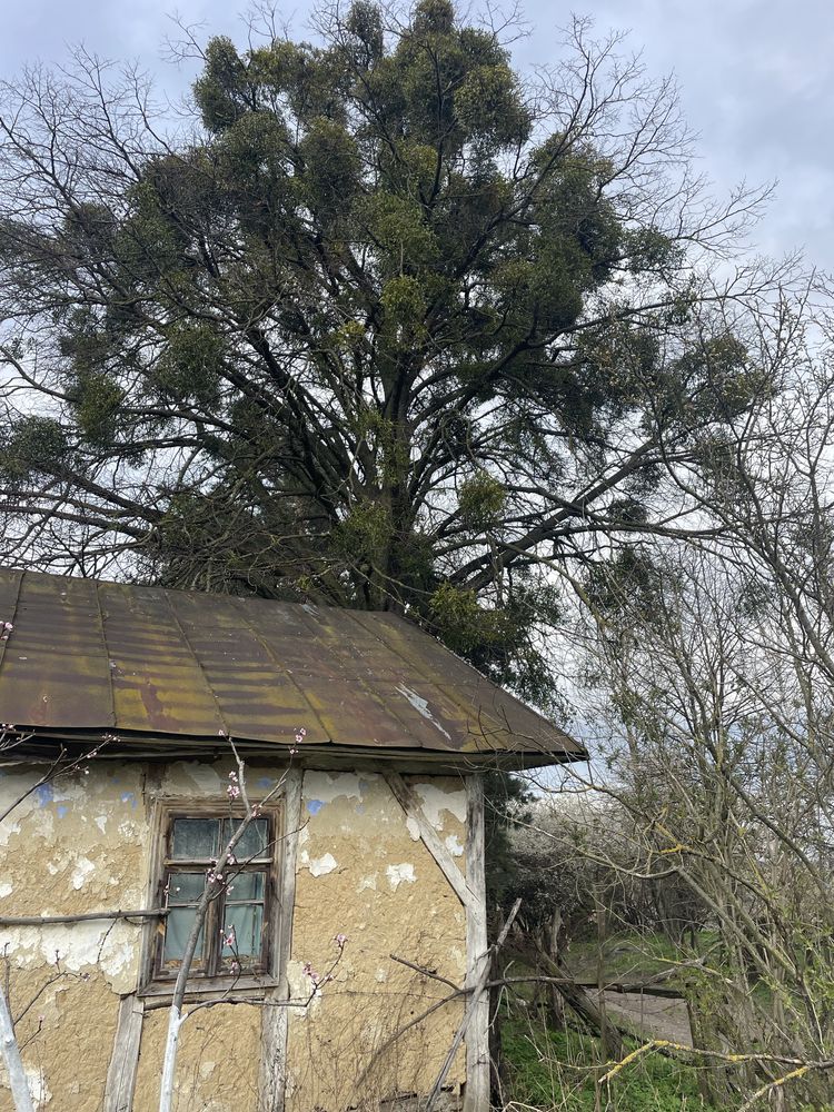 Дерево під зріз