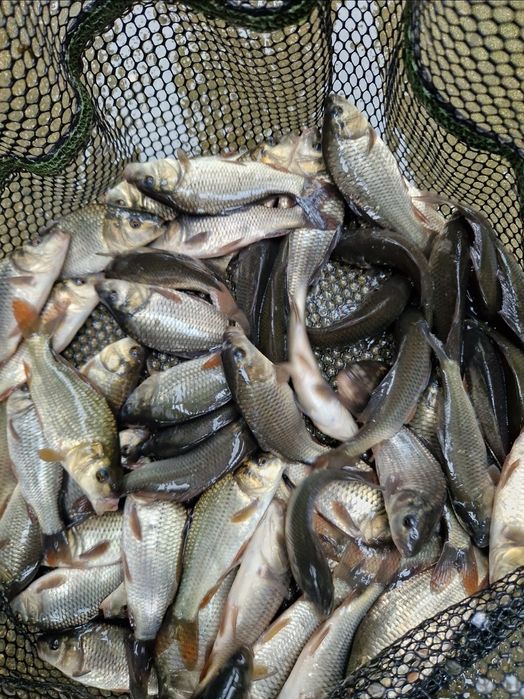 Narybek karp pełnołuski 7-10 cm inne Tołpyga karaś lin szczupak kolor