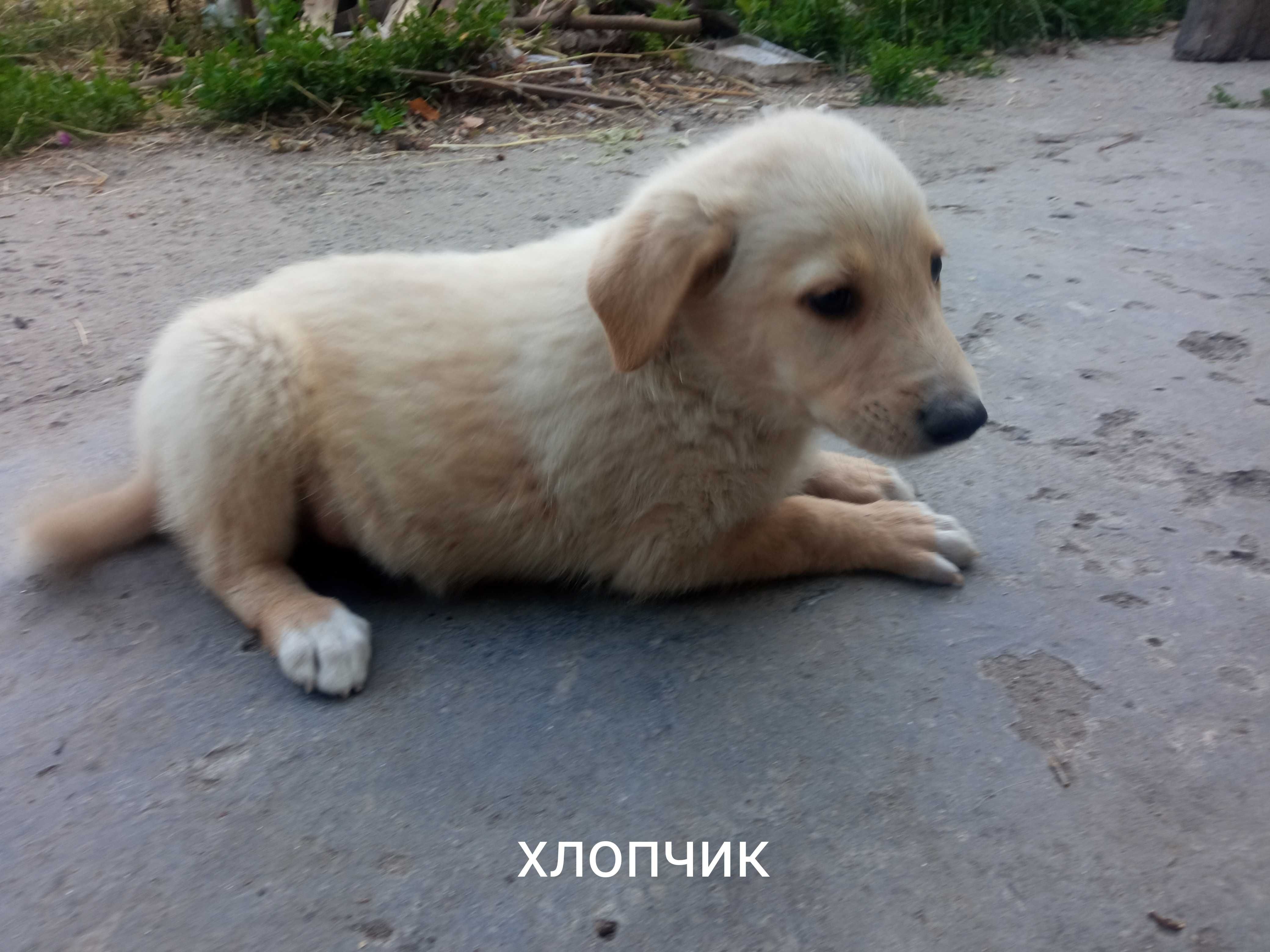 Безкоштовно віддамо цуценят в добрі руки