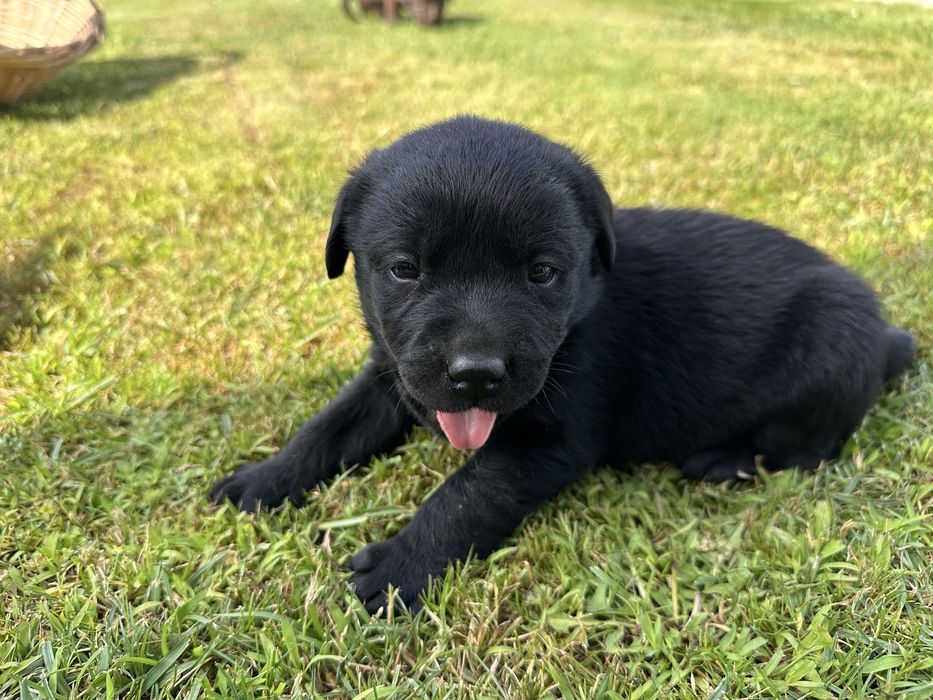 Labrador Retriever LOP e Afixo