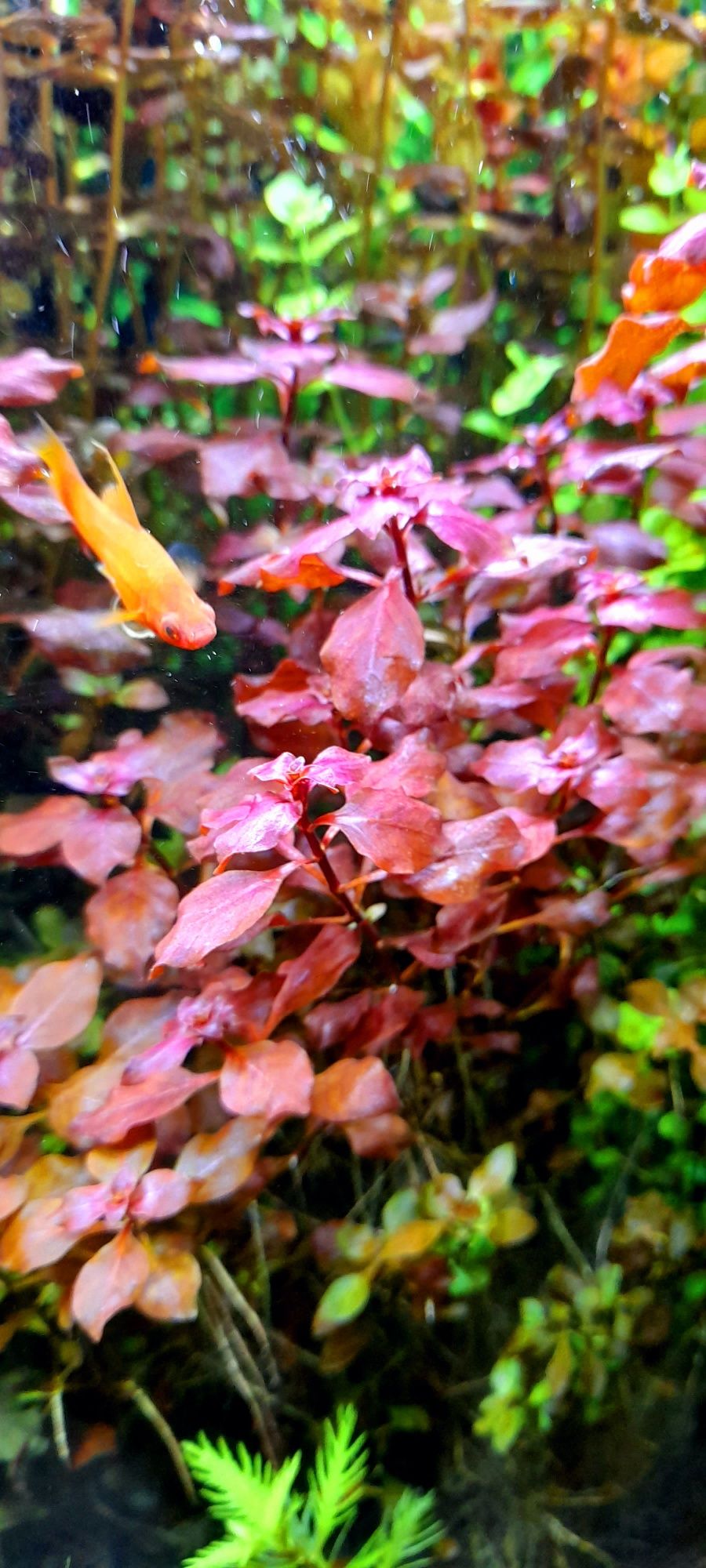 Ludwigia super red roślina akwariowa
