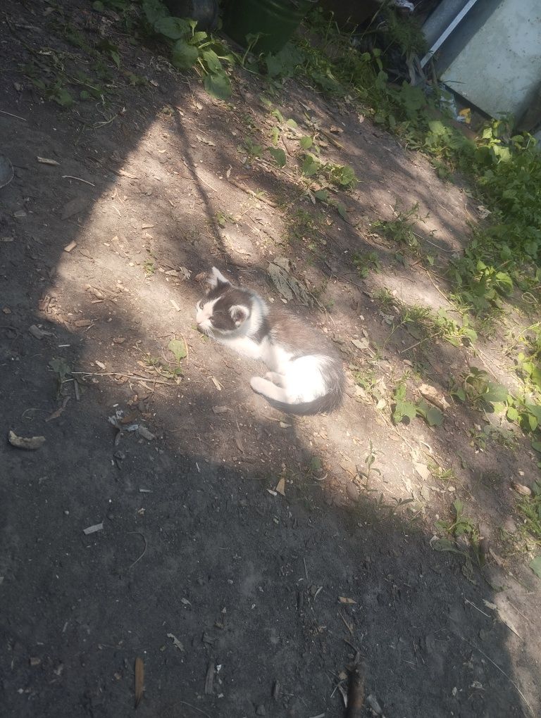 Люблячий котик шукає дім!