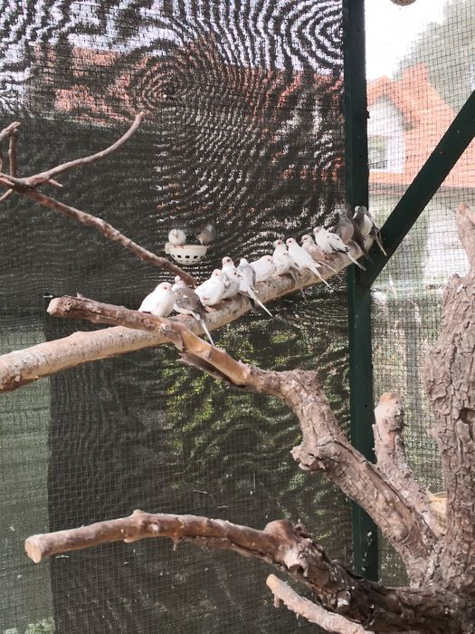 Sprzedam gołąbki diamentowe szeki