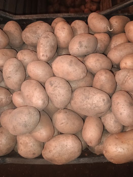 Картопля Адретта, Торнадо, Мирослава, Беллароса харчова та насіння.