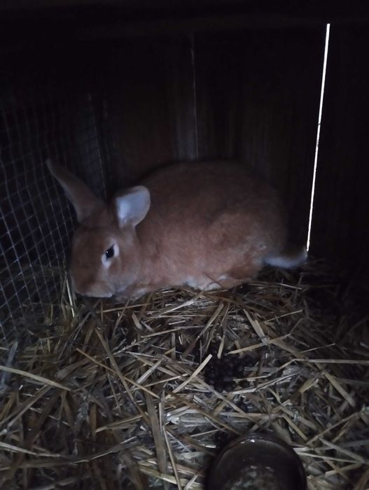 Króliki roczne sprzedam