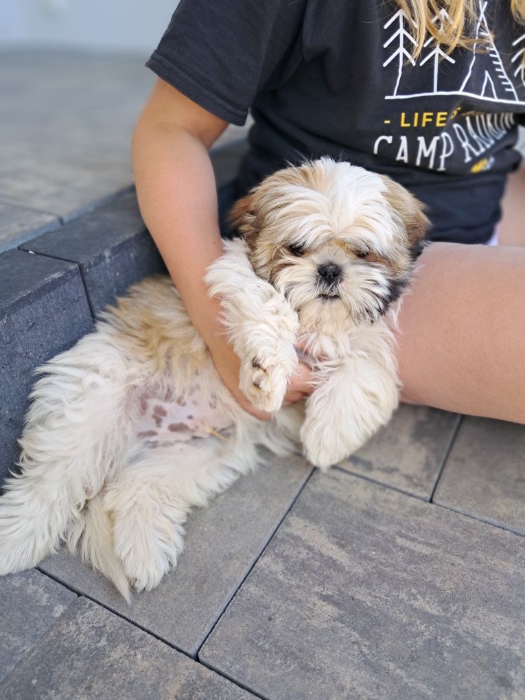 Szczeniak rasy shih tzu