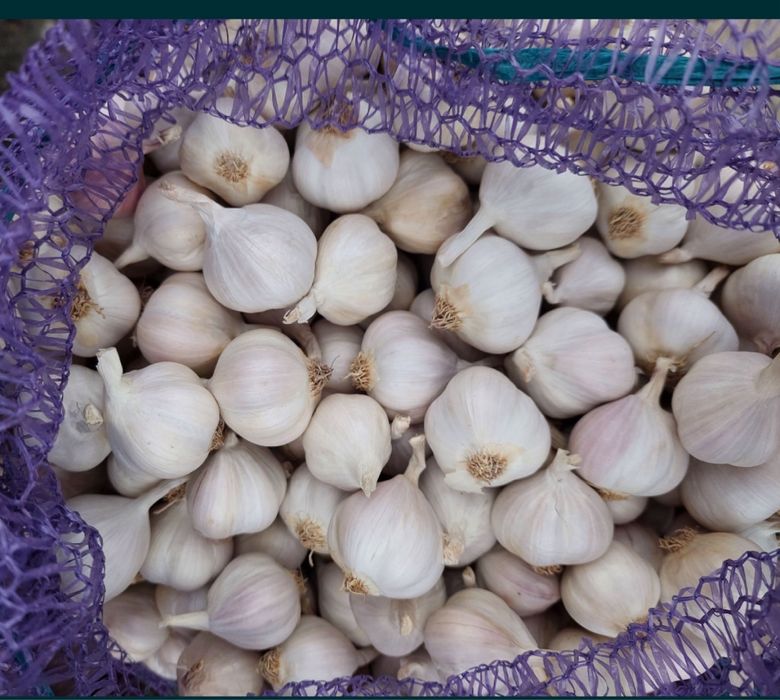 Ярий часник Сочинський