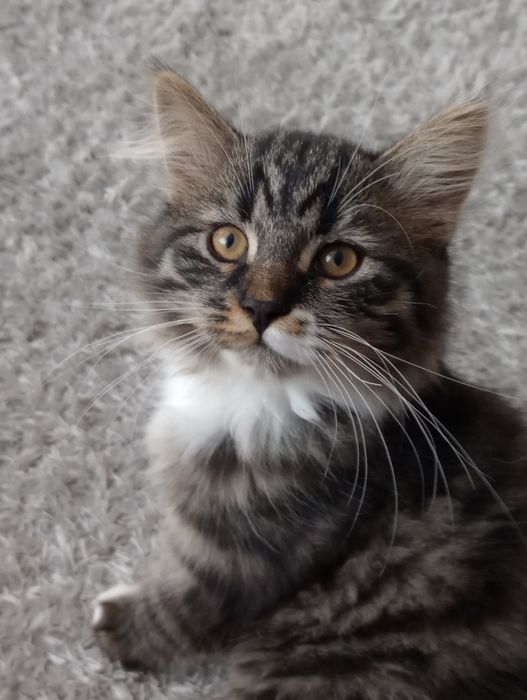 Kocurek syberyjski neva masquerade z rodowodem