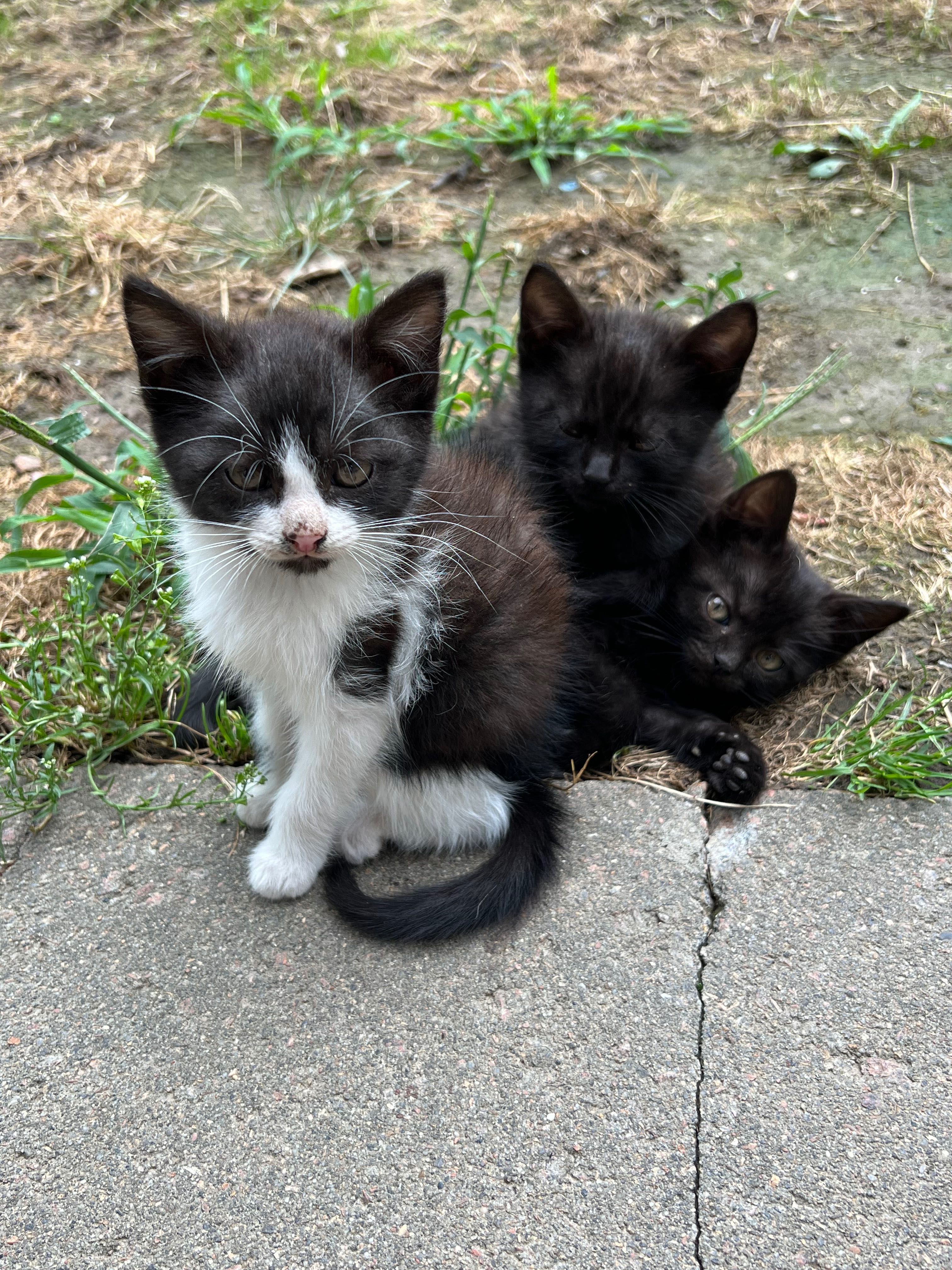 Котята в хороші руки