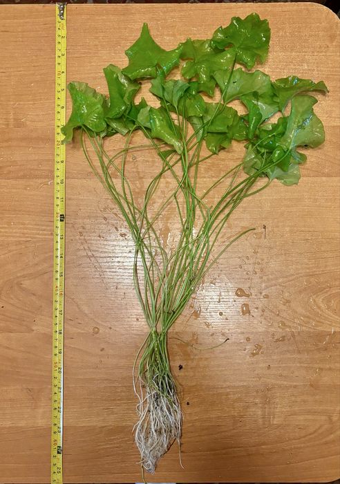 Nymphoides Taiwan ~ Lotos Zielony 50cm