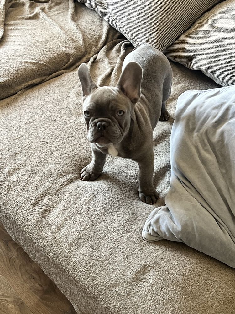 Buldog francuski lilac liliowy lilak nie blue niebieski