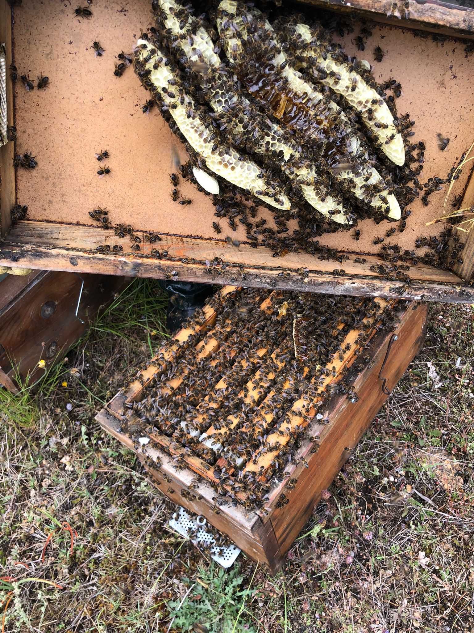 Enxames de abelhas Lusitana Langstroth