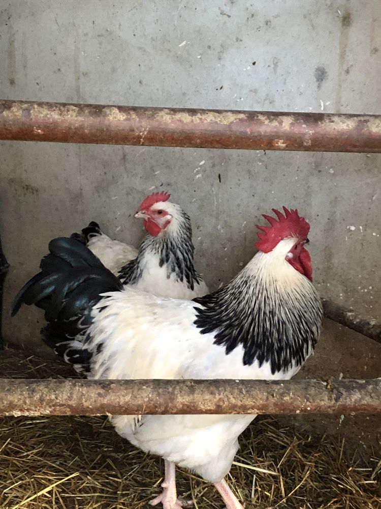 Ovos - Rhode island red e sussex ligth.