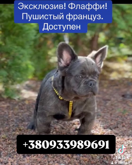 Флаффи! Пушистый французик голубого окраса с родословной