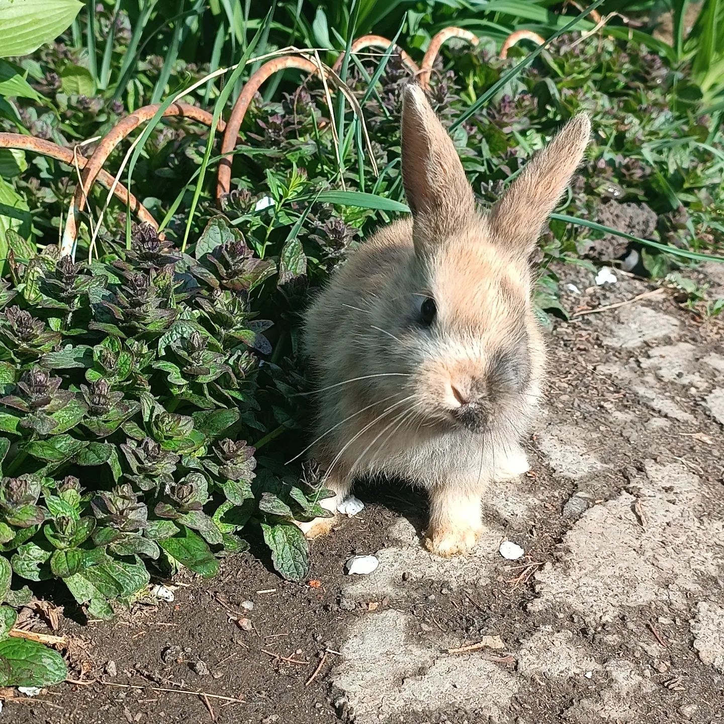 Трикольорова дівчинка, гладкошерстна міні кролик