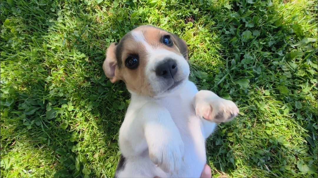 Szczeniak Beagle