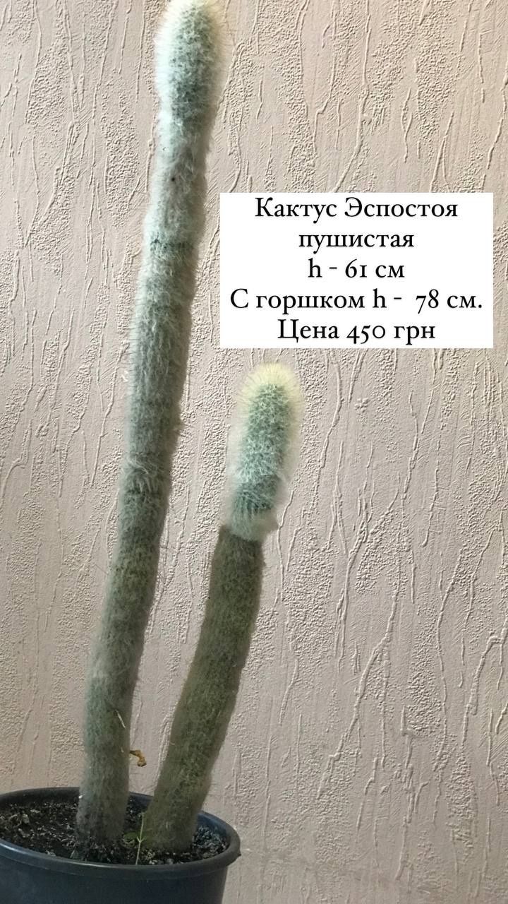 Коллекция кактусов