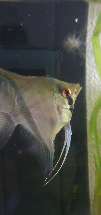 Casal de Escalares Altum Peruensis