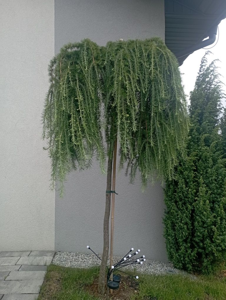 Modrzew pendula szczepiony na wysokim pniu 195 cm.
