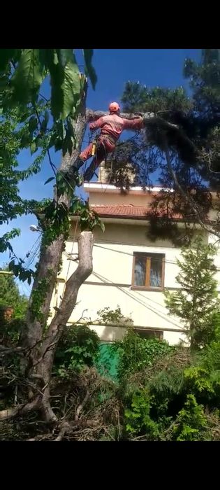 Обрезка и спил деревьев