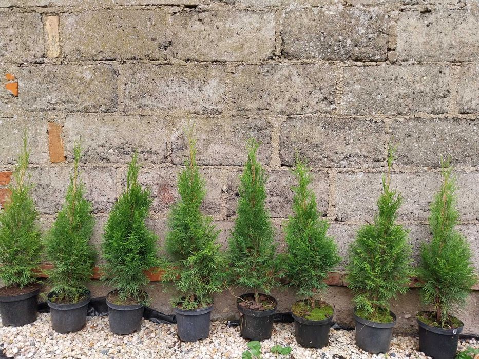 Thuja Tuja Smaragd Szmaragd