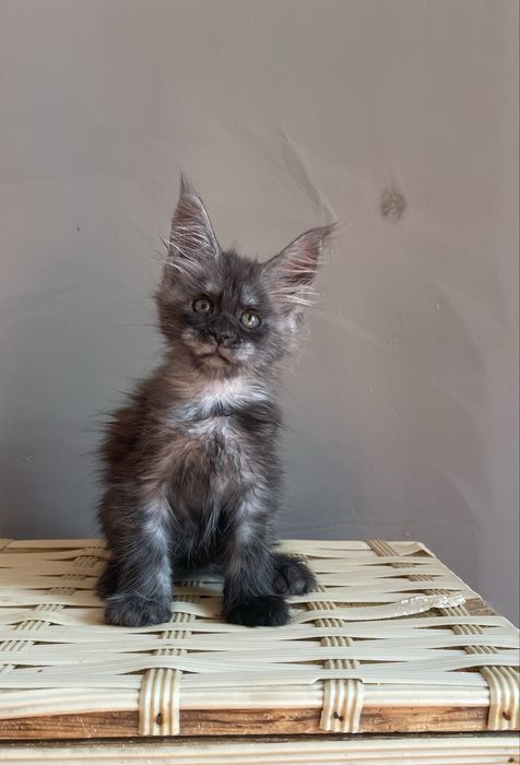 Вип котята Мейн кун