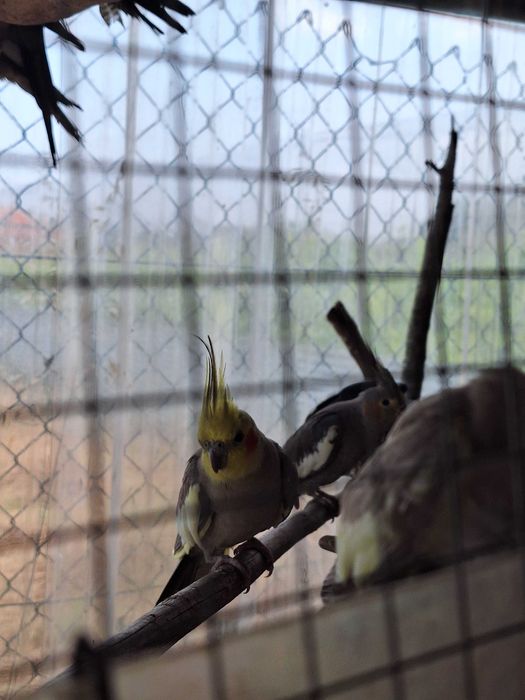 Caturras não sexadas