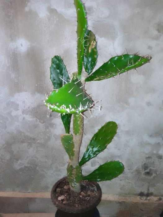 Кактус Опунція Моноканта