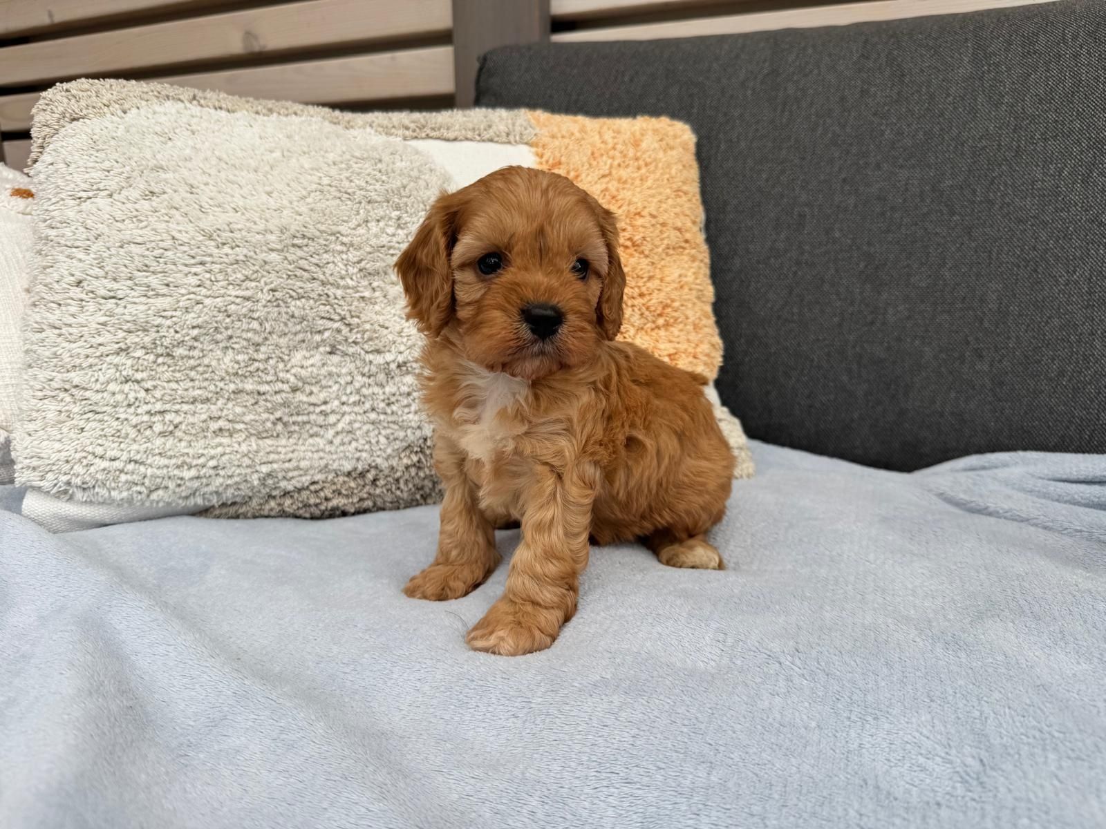 cavapoo szczeniak